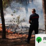 Le pin considéré comme une boîte d’allumettes par des chercheurs en écologie forestière.