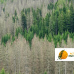Dégradation de la santé de la forêt française : indicateurs alarmants révélés par l&rsquo;ONF.