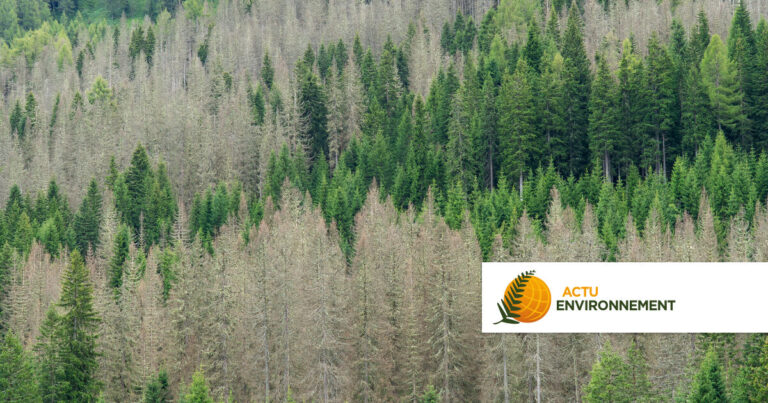 Dégradation de la santé de la forêt française : indicateurs alarmants révélés par l’ONF.