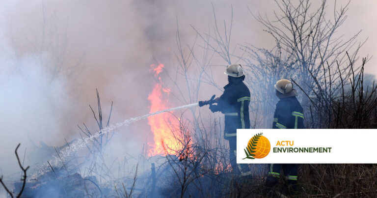 Feux de forêt en Île-de-France : la forêt de Fontainebleau touchée par des incendies.