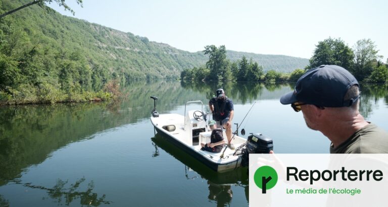 « Le silure, espèce controversée, devient le bouc émissaire des pêcheurs en France »