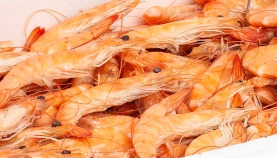 Rappel Consommateur – Détail Crevettes roses cuites étal poissonnerie Sans marque