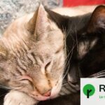 Sensibilité animale : les experts plaident pour une révision des pratiques en élevage.