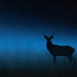 Incendie de Fontainebleau : des animaux brûlés et asphyxiés dans la catastrophe.
