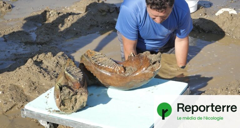 En Bulgarie, des ossements de mammouth découverts dans le lit du Danube asséché
