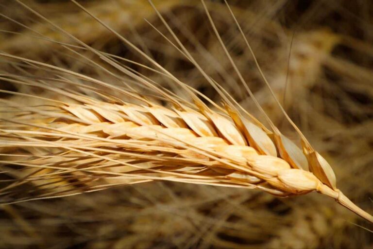 Algérie : récolte de céréales attendue en hausse, moissons prévues jusqu’au 10 août.