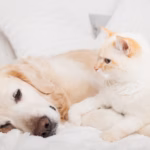 Les eurodéputés adoptent des règles pour améliorer le bien-être des chiens et des chats.