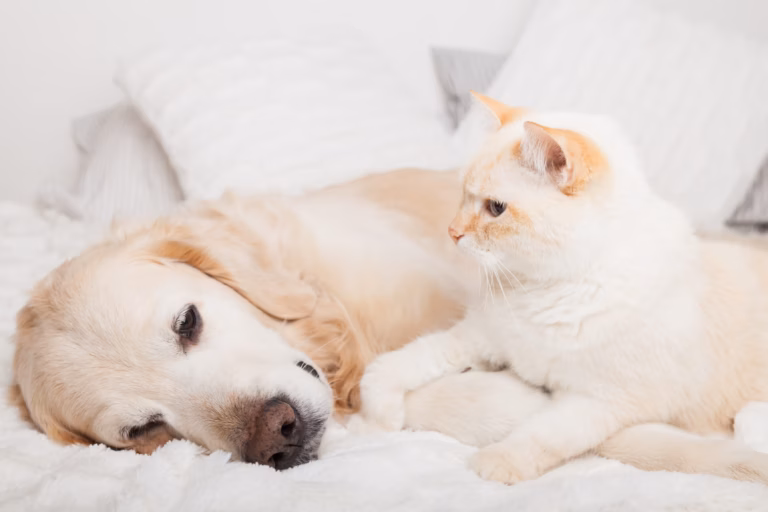 Les eurodéputés adoptent des règles pour améliorer le bien-être des chiens et des chats.