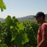 Canicule : des viticulteurs testent un produit pour protéger leurs vignes de la chaleur.