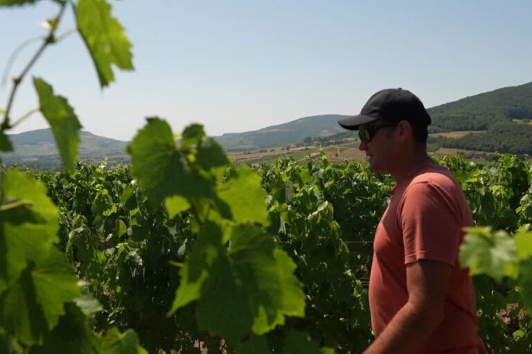 Canicule : des viticulteurs testent un produit pour protéger leurs vignes de la chaleur.