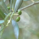 L&rsquo;huile d&rsquo;olive ligurienne face aux défis du changement climatique en Italie