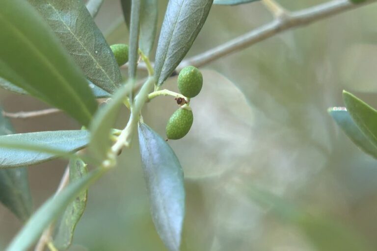 L’huile d’olive ligurienne face aux défis du changement climatique en Italie