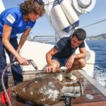 Des archéologues préservent une épave antique au large de Cannes du pillage maritime