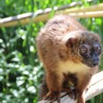 Naissance d&rsquo;un bébé lémurien au zoo de Besançon, espèce menacée en danger d&rsquo;extinction