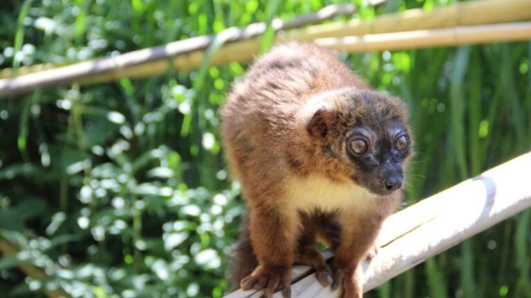Naissance d’un bébé lémurien au zoo de Besançon, espèce menacée en danger d’extinction