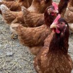 Canicule : mortalité accrue chez les poules, œufs et coquilles molles observés.