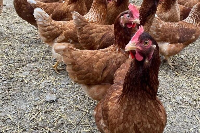 Canicule : mortalité accrue chez les poules, œufs et coquilles molles observés.