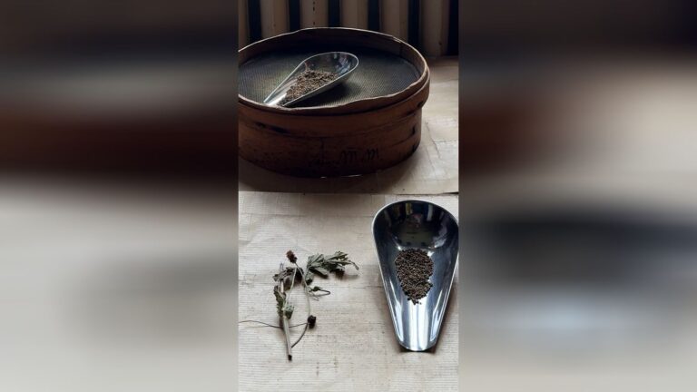 Les secrets des graines du Jardin des Plantes révélés par des chercheurs français.