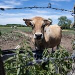Agriculteurs en colère après l&rsquo;accumulation de cadavres d&rsquo;animaux, l&rsquo;usine d&rsquo;équarrissage réagit.