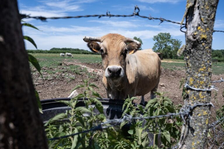 Agriculteurs en colère après l’accumulation de cadavres d’animaux, l’usine d’équarrissage réagit.