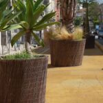 Les arbres en pot temporaires à Nice : avenir incertain pour les trames vertes.