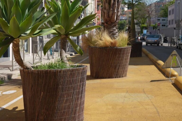 Les arbres en pot temporaires à Nice : avenir incertain pour les trames vertes.