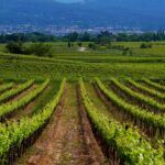 Le guide Michelin introduit les grappes pour récompenser les vignerons en France.