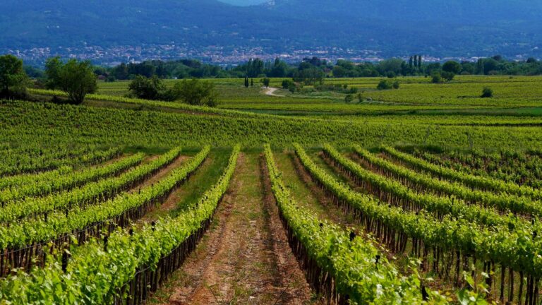 Le guide Michelin introduit les grappes pour récompenser les vignerons en France.