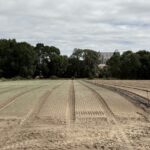 Canicule : cultures viticoles et maraîchères de Loire-Atlantique gravement touchées