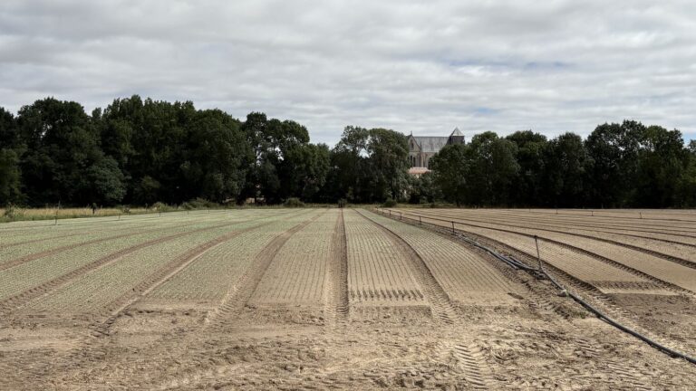 Canicule : cultures viticoles et maraîchères de Loire-Atlantique gravement touchées