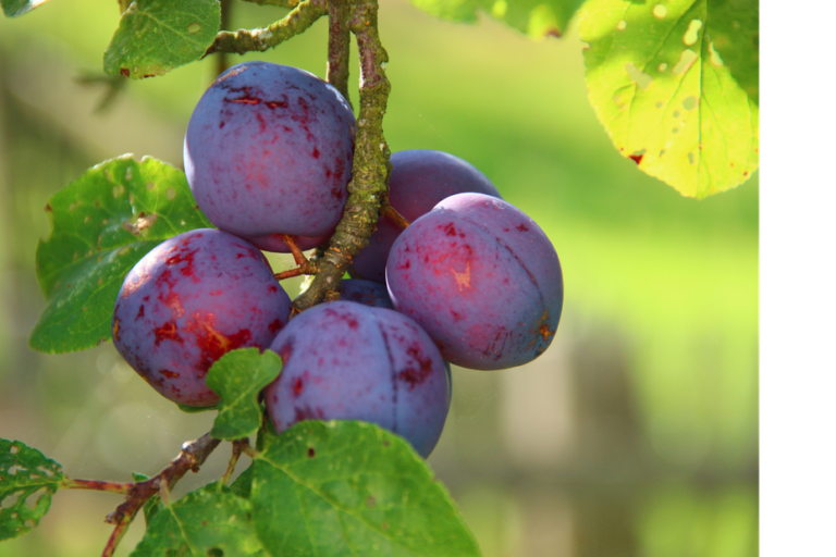 Une association française collecte des fruits de jardin pour les redistribuer aux épiceries solidaires.