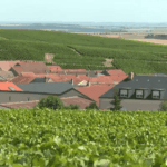 Canicule : vendanges précoces en Champagne inquiètent les viticulteurs locaux.