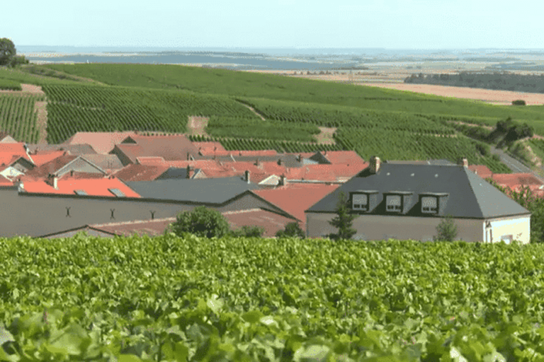 Canicule : vendanges précoces en Champagne inquiètent les viticulteurs locaux.