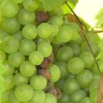 Recrutement de 600 personnes pour les vendanges dans le Jura, annonce des employeurs locaux.