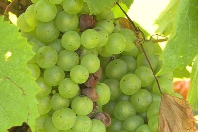 Recrutement de 600 personnes pour les vendanges dans le Jura, annonce des employeurs locaux.