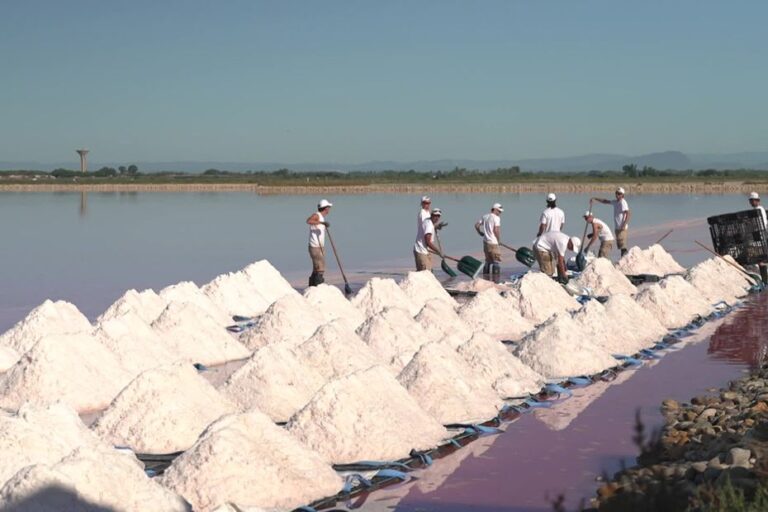 La récolte de la fleur de sel en Camargue attire les touristes avec ses paysages uniques.