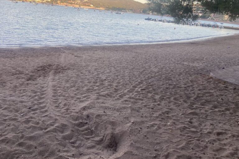 Découverte d’un deuxième nid de tortue marine sur la plage de Saint-Raphaël, un événement rare.