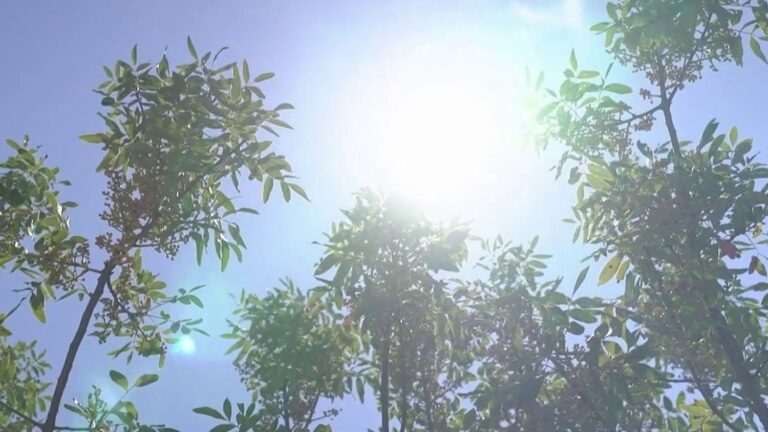Canicule en France : campings bondés et pannes d’ascenseurs signalées