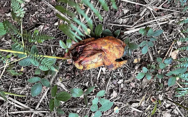 Laz : une chienne morte après ingestion de viande empoisonnée retrouvée en forêt.