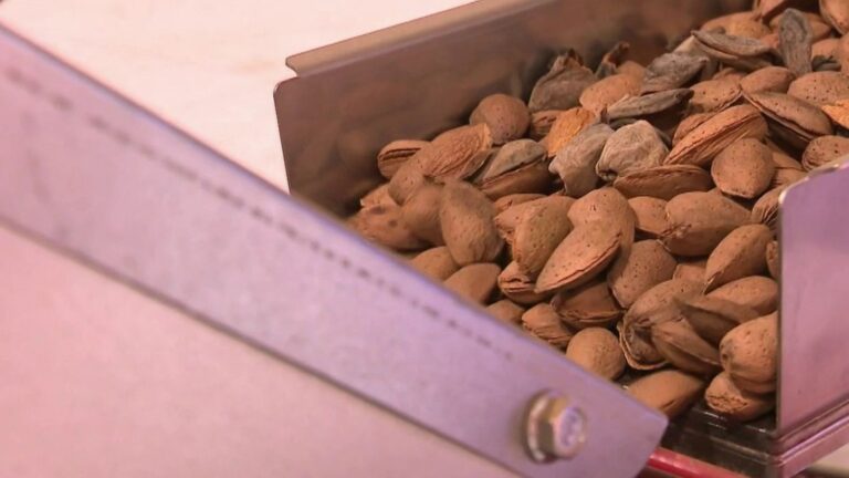 Émergence du marché des amandes françaises : prévisions de forte augmentation des volumes
