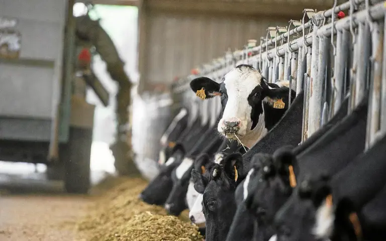 Canicule : des prairies grillées sans regain, l’agriculture fait ses comptes.