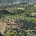 L&rsquo;huile d&rsquo;olive de Provence, un patrimoine reconnu par les producteurs locaux