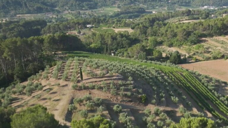 L’huile d’olive de Provence, un patrimoine reconnu par les producteurs locaux