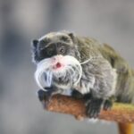 Vol de bébés tamarins empereurs au zoo de La Palmyre compromet leur survie.