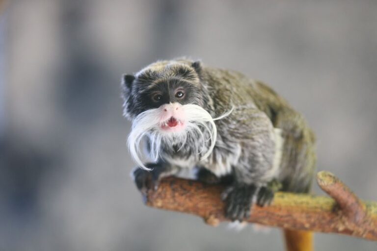 Vol de bébés tamarins empereurs au zoo de La Palmyre compromet leur survie.