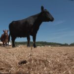 Canicule : Éleveurs alertent sur la famine animale due à la sécheresse persistante