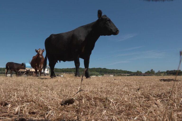 Canicule : Éleveurs alertent sur la famine animale due à la sécheresse persistante