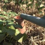 Jardins familiaux en France : astuces en paille et cagette pour se protéger de la canicule