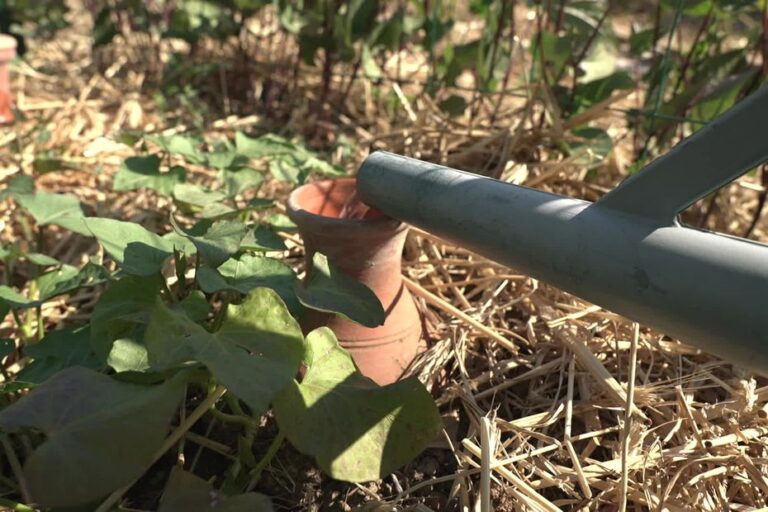 Jardins familiaux en France : astuces en paille et cagette pour se protéger de la canicule