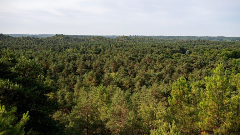 Incendie dans la forêt de Fontainebleau : enjeux de la biodiversité en Île-de-France
